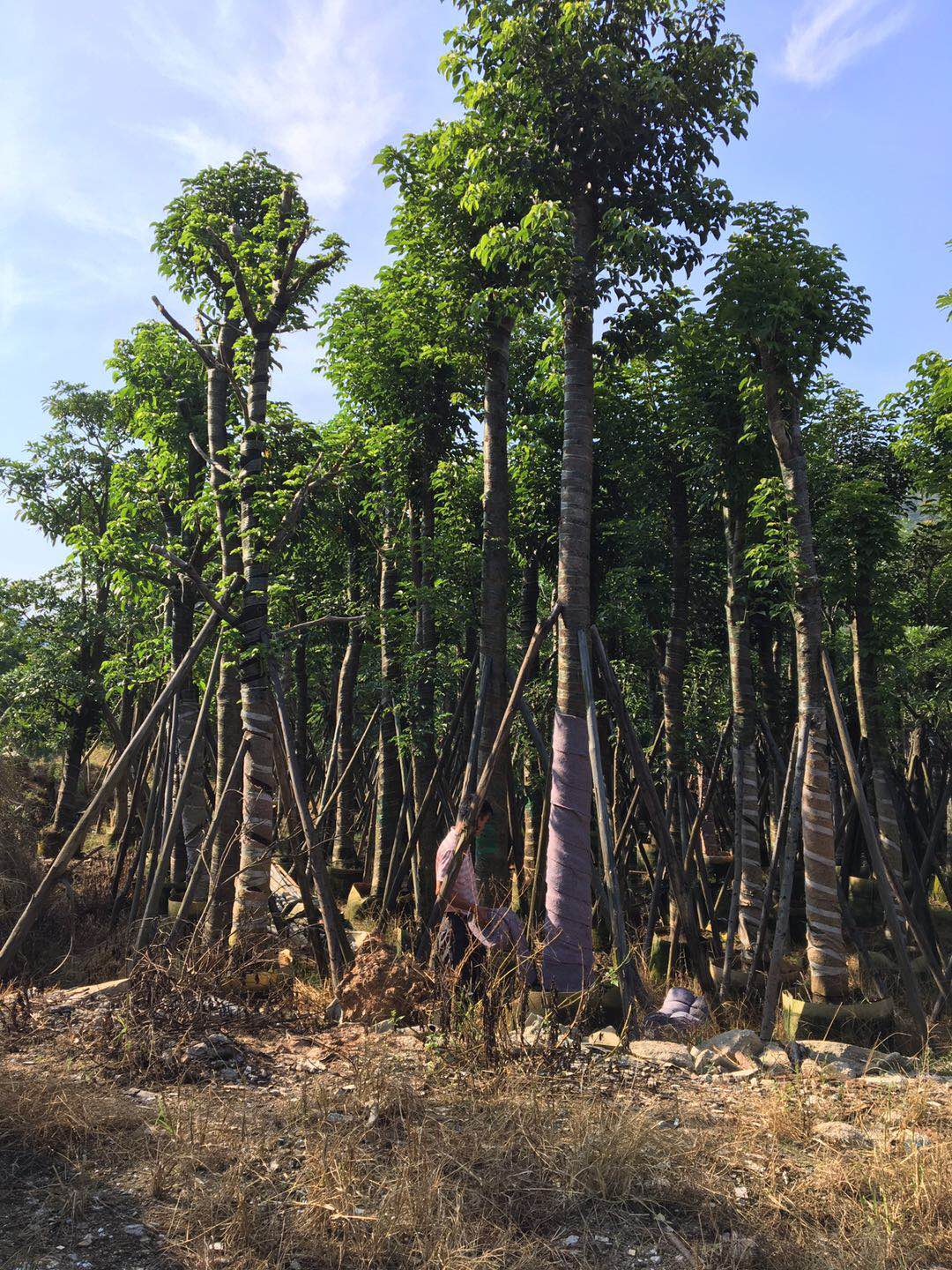 揭陽秋楓 秋楓批發(fā) 秋楓批發(fā)價格 秋楓多少錢 揭陽秋楓哪家好 普寧秋楓哪家好 秋楓供貨商 秋楓價格 15公分秋楓批發(fā)
