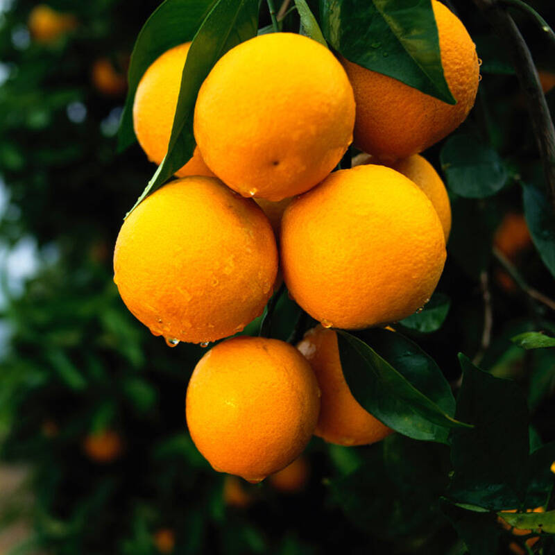 重慶紐荷臍橙苗基地