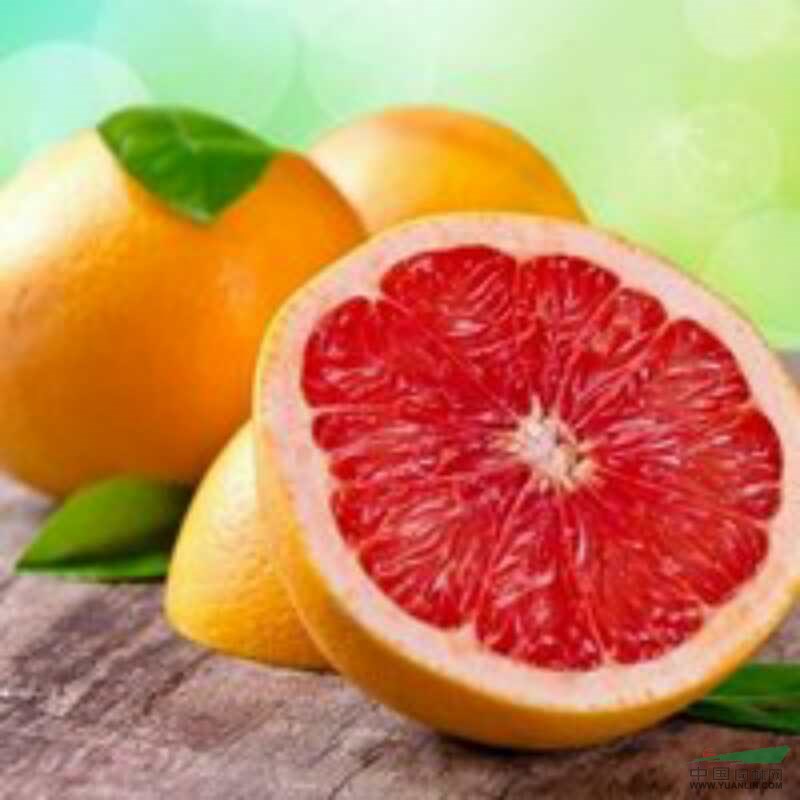 重慶血橙苗基地-求購血橙苗 血橙苗基地重慶四川血橙苗基地