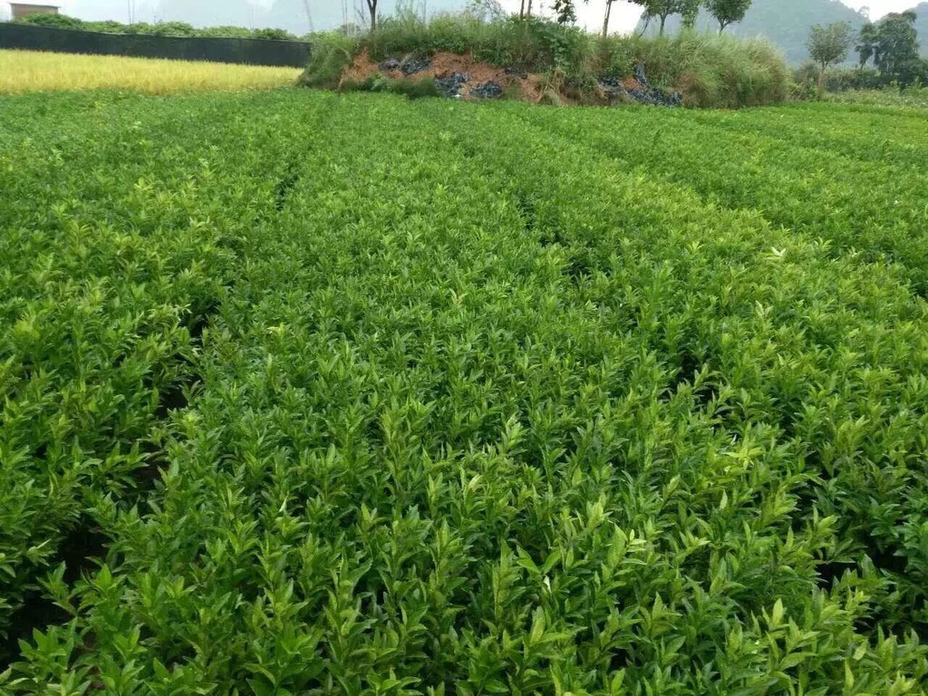 重慶柑橘苗-柑橘樹苗-重慶柑橘苗基地/廠家批發(fā)價格
