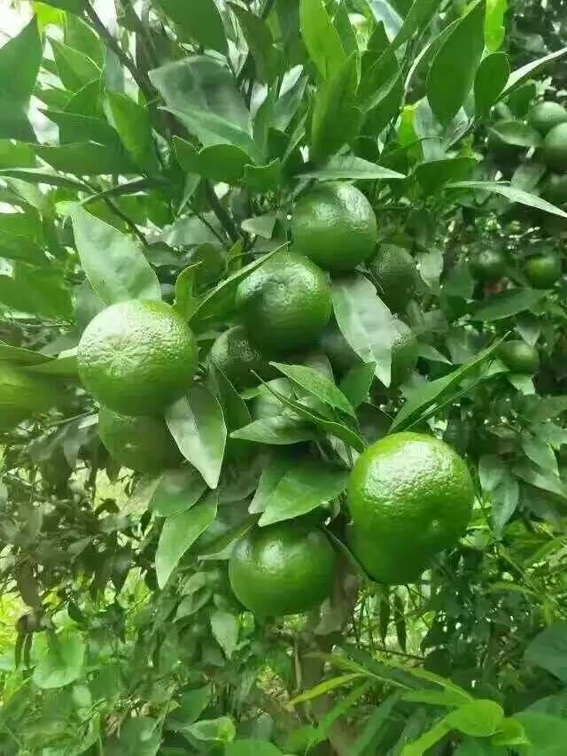 重慶愛媛38號柑橘苗-重慶愛媛38號柑橘苗基地/廠家批發(fā)價格報價