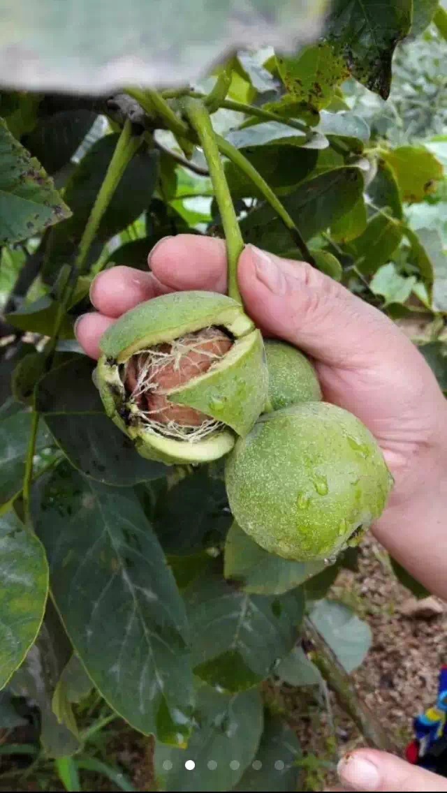 冠核一號核桃苗 純種嫁接 包成活 包回收 80-120cm 當(dāng)年見果 冠核核桃苗 冠核系列核桃苗