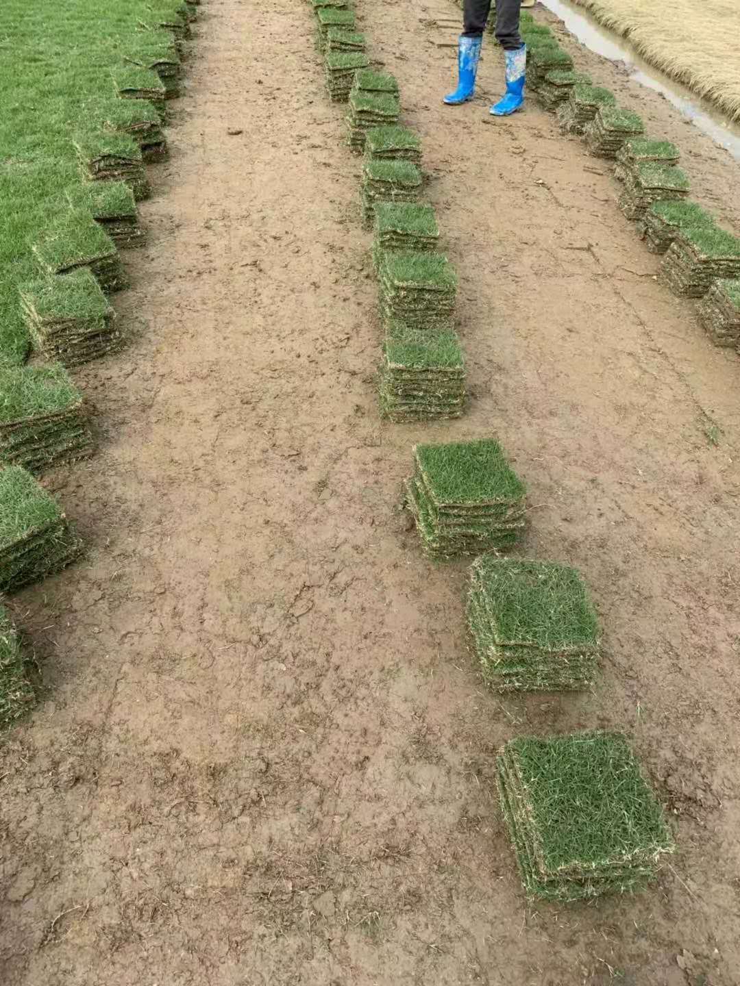 增城臺灣草皮廠家 臺灣草皮批發(fā)價 蘭引三號