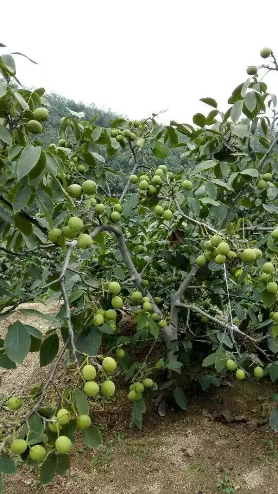 批發(fā)優(yōu)質冠核一號核桃苗 短枝結果 產(chǎn)量高 干果大 抗落果 冠核核桃苗