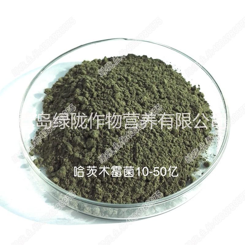 哈茨木霉菌 防病促生長(zhǎng) 生物肥料