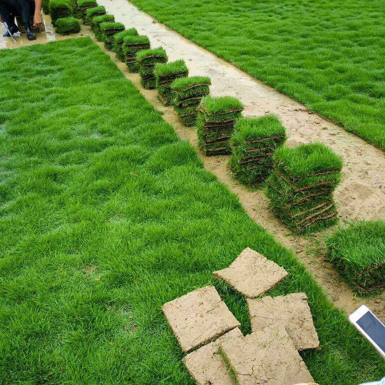 廣東馬尼拉草廠家 馬尼拉草的生產(chǎn)環(huán)境