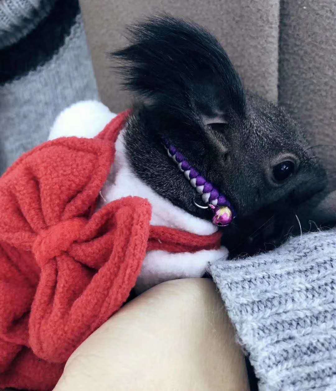 魔王*怎么養(yǎng)，怎么養(yǎng)好魔王*