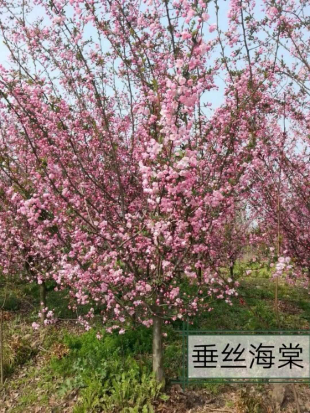 浙江紅花紫薇多少錢(qián)，紅花紫薇苗木基地，紅花紫薇價(jià)格表