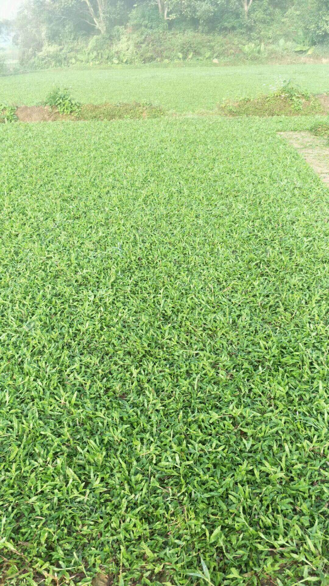 廣東蘭引三號草皮廠家  蘭引三號草皮適合足球場草坪建設(shè)嗎？