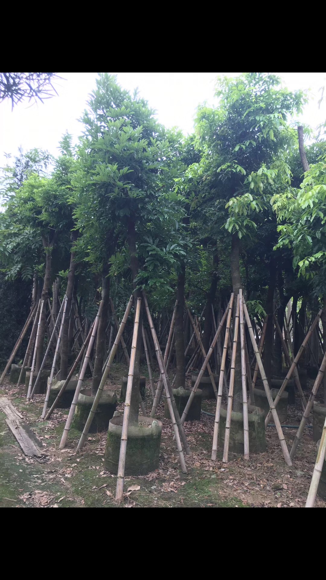 揭陽黃花槐 黃花槐苗木 黃花槐價格 黃花槐批發(fā) 普寧黃花槐批發(fā) 揭陽黃花槐哪家好 黃花槐種植場 黃花槐報價 黃花槐種植場
