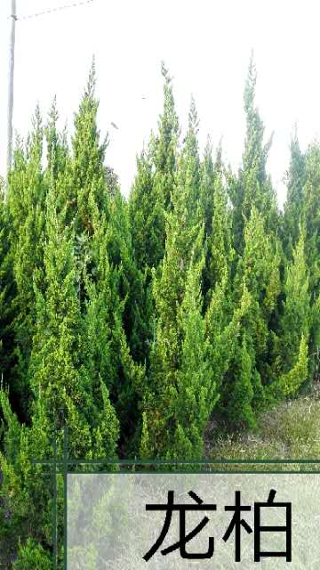 浙江寧波合歡價(jià)格，合歡小苗基地，合歡小苗廠家批發(fā)報(bào)價(jià)