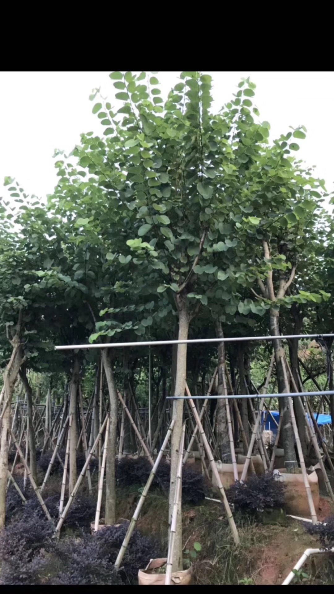 揭陽宮粉紫宮 宮粉紫宮批發(fā) 宮粉紫宮價格 宮粉紫宮供貨商 宮粉紫宮多少錢 揭陽宮粉紫宮哪家好 普寧宮粉紫宮哪家好 宮粉紫