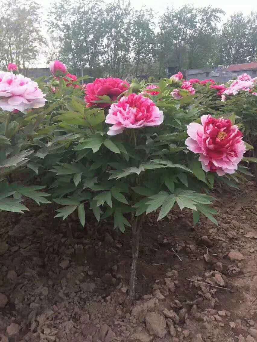 牡丹苗供應商批發(fā)價格   牡丹苗圃種植園    牡丹苗繁育基地   牡丹苗圃供應商