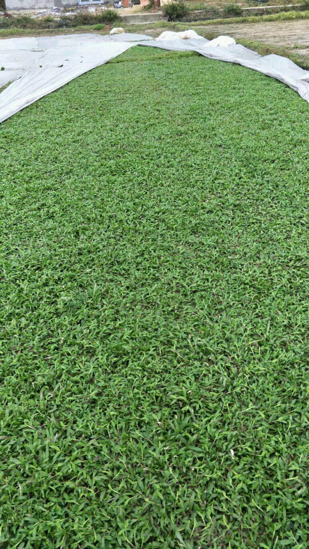 優(yōu)質(zhì)馬尼拉卷草 馬尼拉卷草的優(yōu)缺點(diǎn)