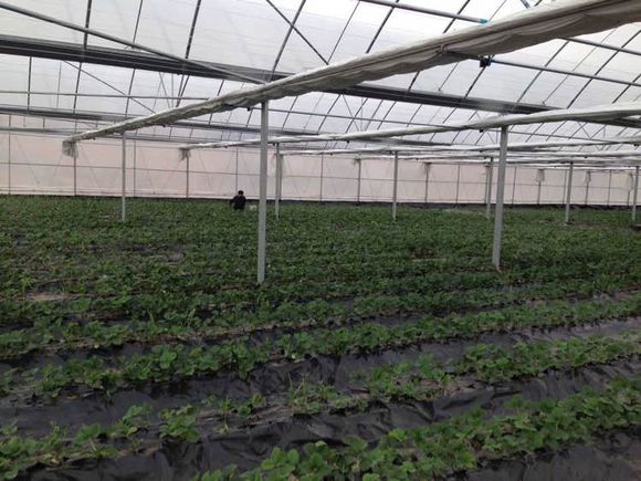 蔬菜連棟薄膜溫室 蔬菜連棟薄膜溫室廠家 蔬菜連棟薄膜溫室價格