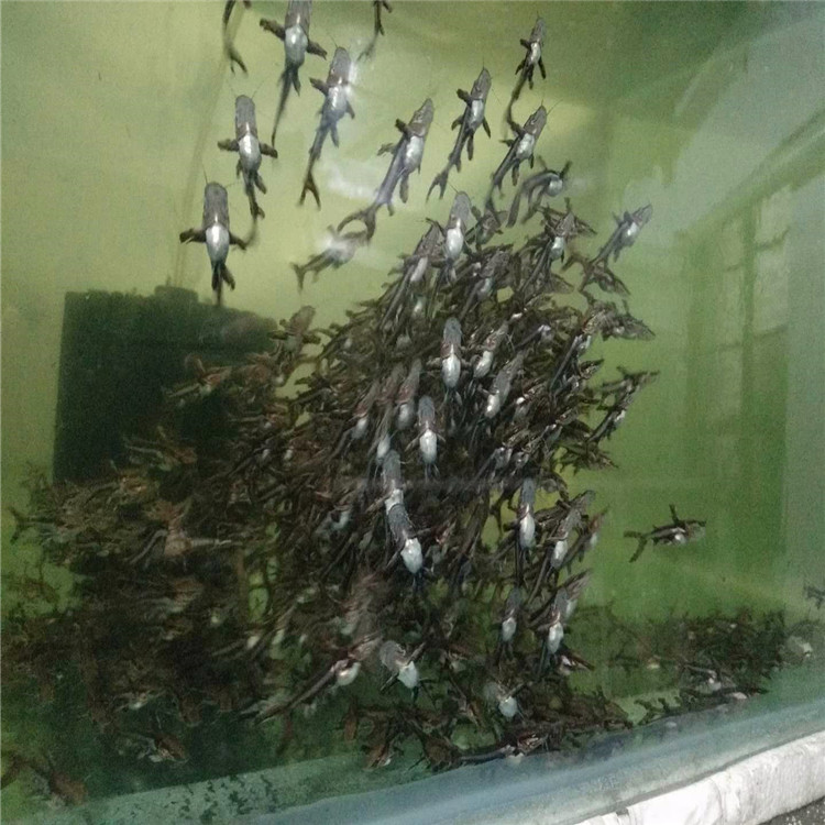 新疆鴨嘴鯊-鴨嘴鯊廠家 鴨嘴鯊價(jià)格 鴨嘴鯊批發(fā) 鴨嘴鯊繁殖場(chǎng)