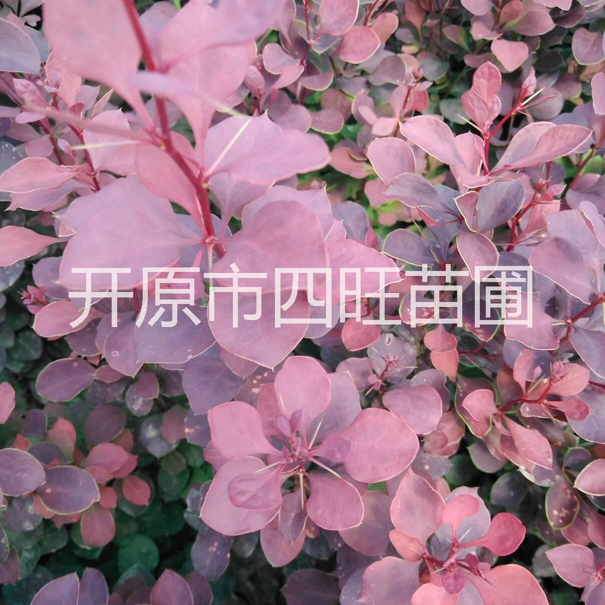 東北遼寧直銷 紅葉小檗 紫葉小檗 種子小苗價(jià)格便宜