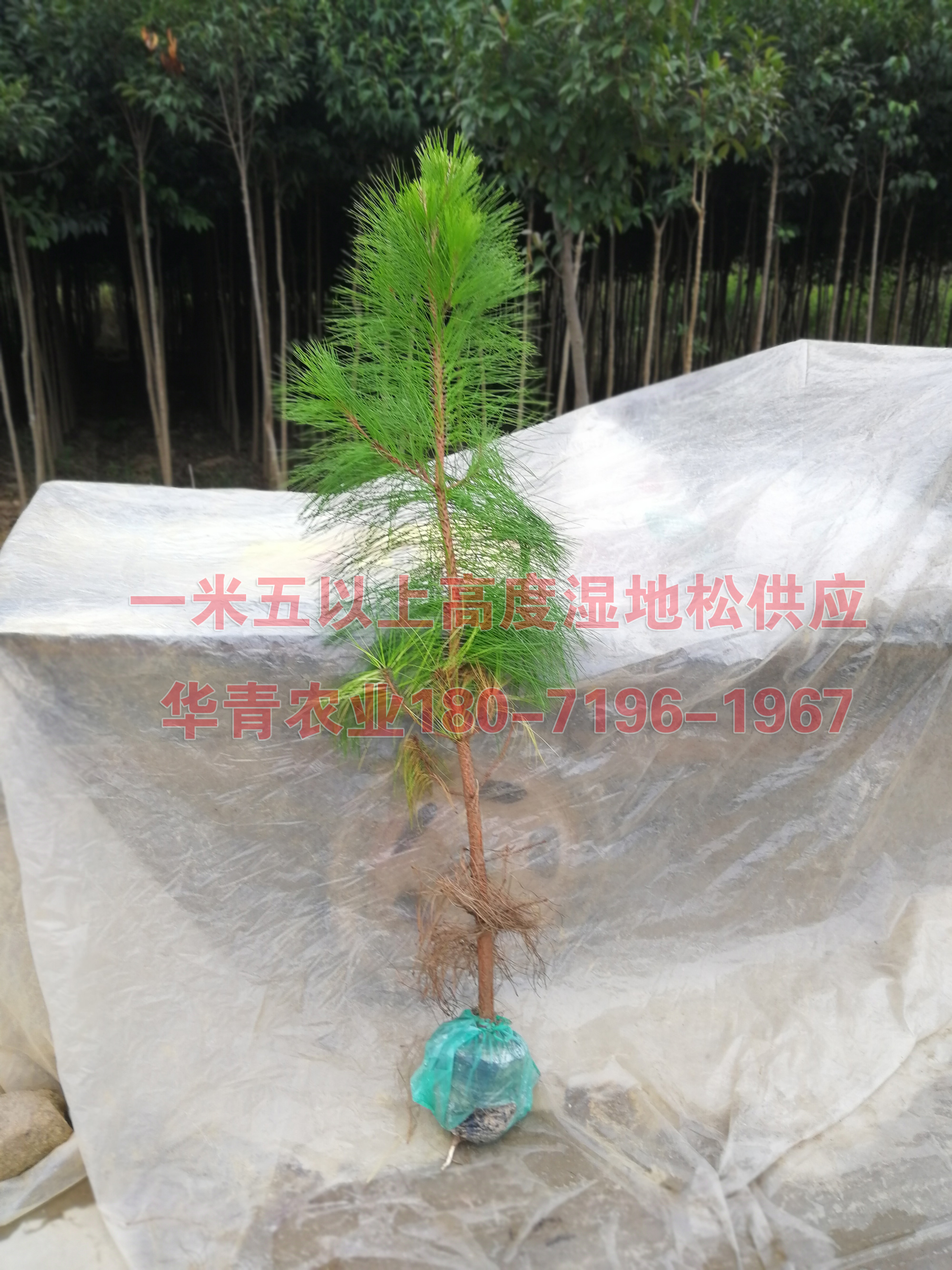 濕地松小苗批發(fā)，濕地松小