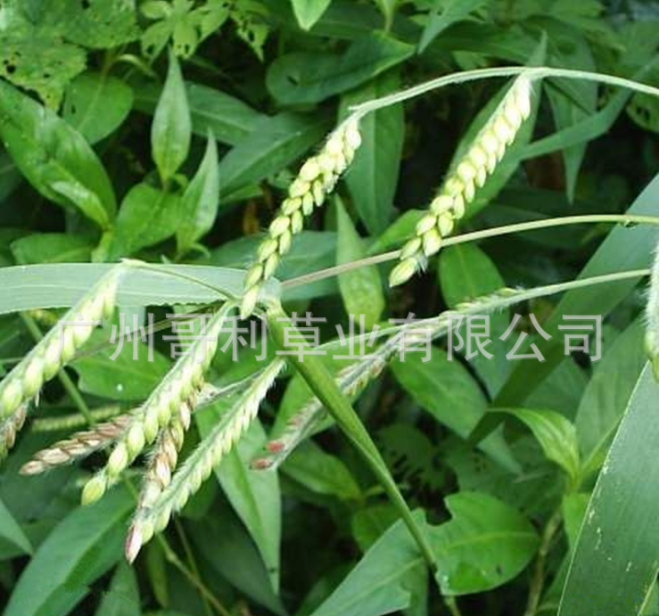 彎葉*草種子廠家報(bào)價(jià)-供貨商電話 彎葉*草種子報(bào)價(jià)