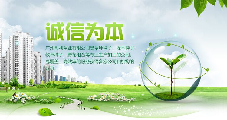 狗尾巴草種子批發(fā)-護(hù)坡草種子價(jià)格-狗尾草草籽廠家