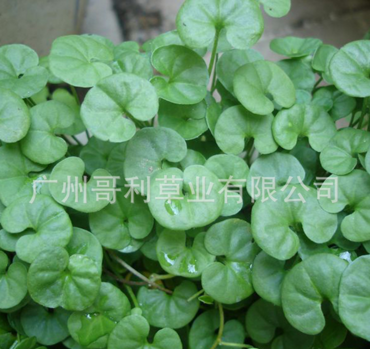 馬蹄金種子 草坪種子 綠化景觀草籽 馬蹄金公司直銷