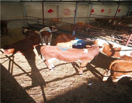 肉牛銷售2019年新肉牛價格行情西門塔爾肉牛 肉牛銷售