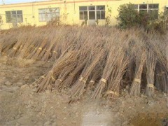 玉櫻花小苗成活率高 批發(fā)基地 顏色純正廠家批發(fā)