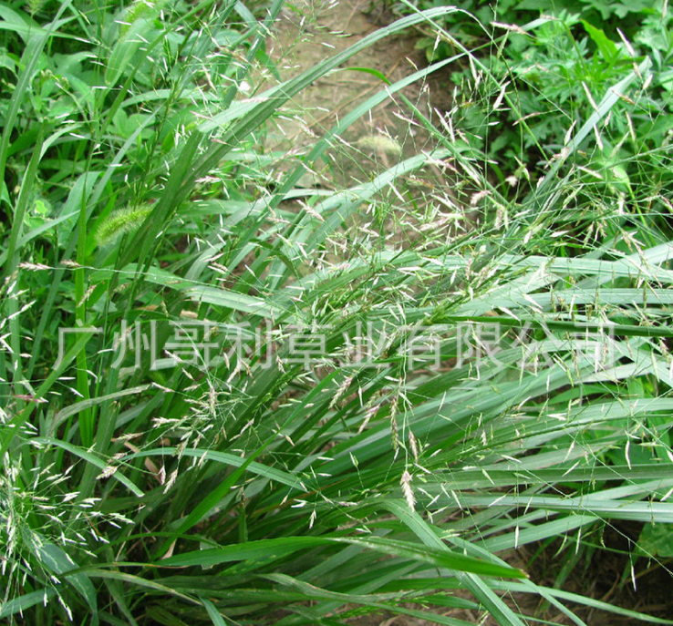 彎葉*草種子廠家報(bào)價(jià)-供貨商電話 彎葉*草種子報(bào)價(jià)