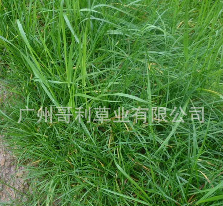 護(hù)坡型高羊茅草籽-護(hù)坡型高羊茅種子-護(hù)坡型高羊茅種子廠家
