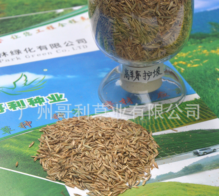 護(hù)坡型高羊茅草籽-護(hù)坡型高羊茅種子-護(hù)坡型高羊茅種子廠家
