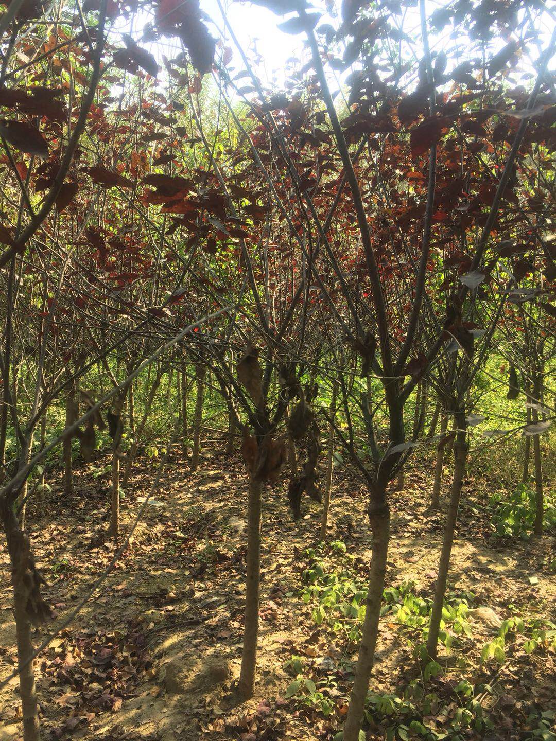 河南優(yōu)質(zhì)紫葉矮櫻種植基地