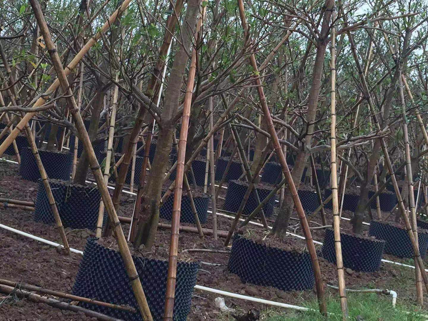 植樹控根器批發(fā) 控根器怎么用