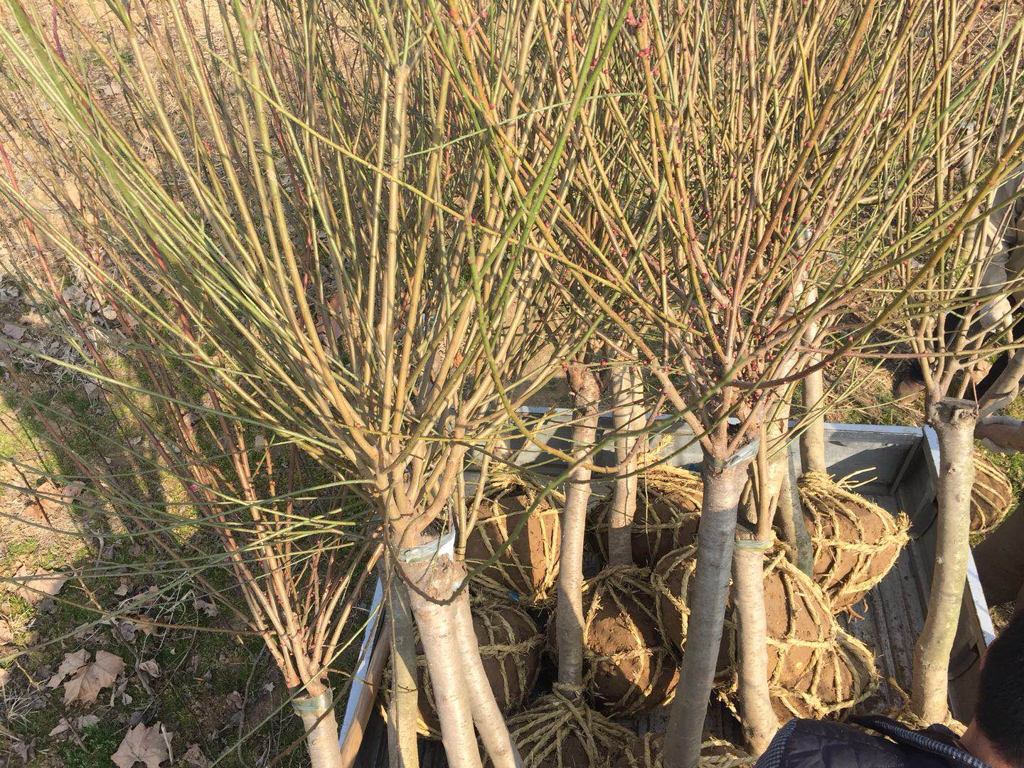 河南鄢陵紅梅直銷價格