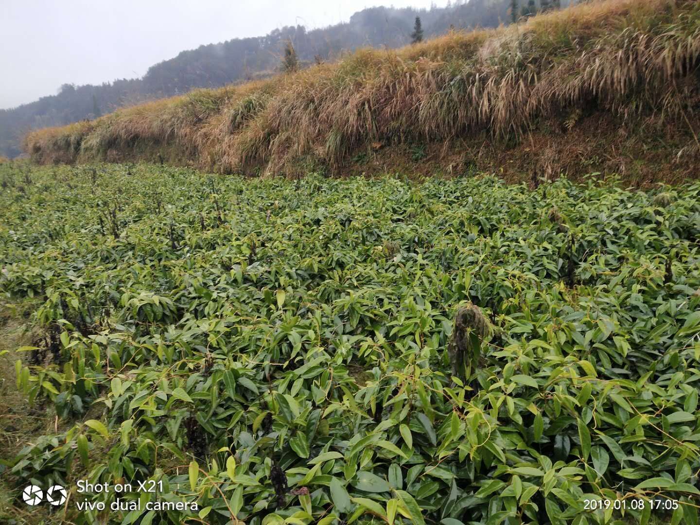湖南懷化黑老虎-湖南黑老虎基地-湖南黑老虎價(jià)格/廠家價(jià)格批發(fā)報(bào)價(jià)供應(yīng)商