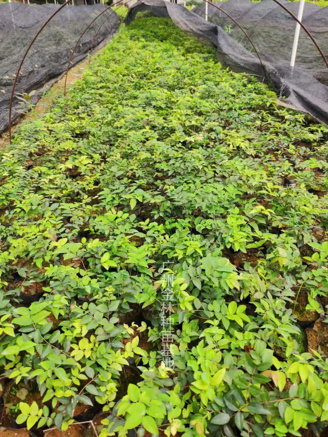 臺(tái)灣嘉寶果（樹(shù)葡萄）10-50公分高福岡嘉寶果種苗批發(fā)