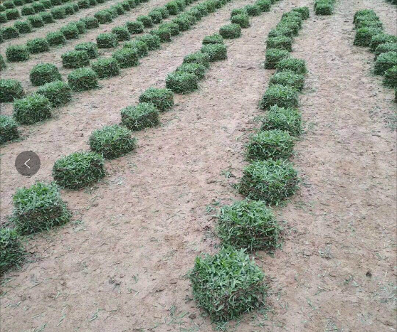 廣東大葉油草皮廠家 如何種植大葉油草草皮？