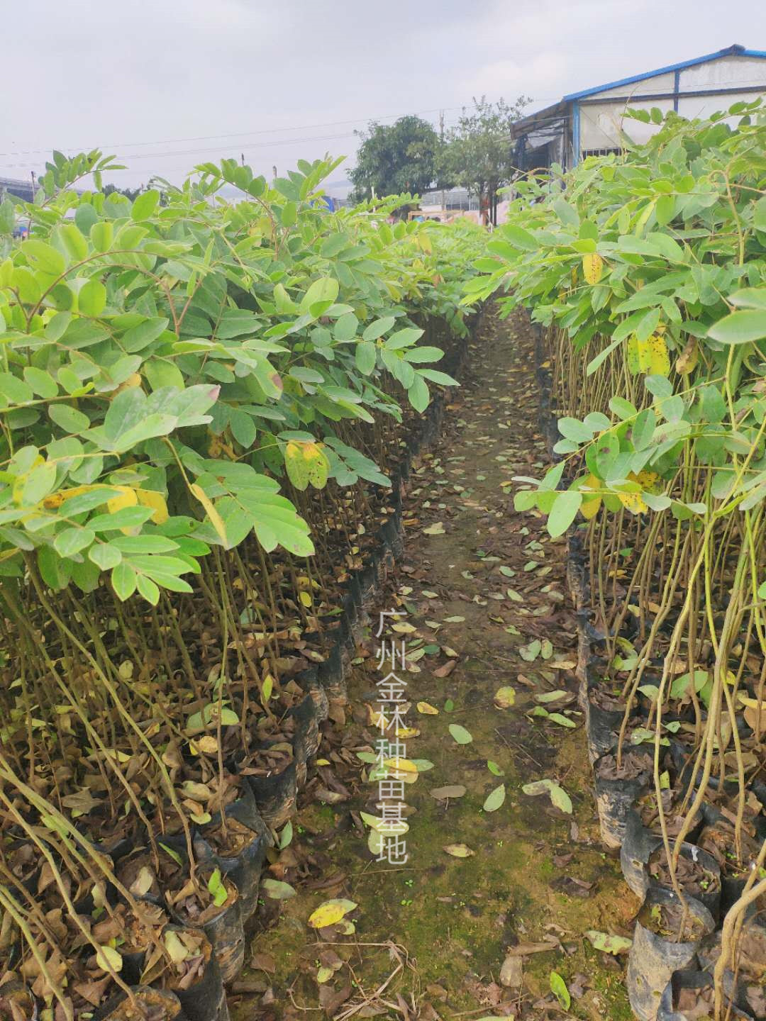 供應 花旗木種苗 10-70cm 廣東種苗基地直銷 花旗木苗泰國櫻花種苗