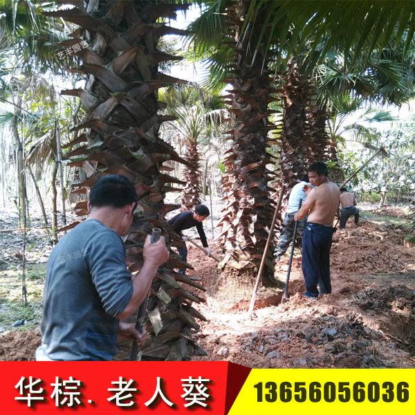 供應(yīng)老人葵-華棕-華盛頓棕櫚 華盛頓葵報價 漳州老人葵報價 漳州老人葵批發(fā) 老人葵哪家好 漳州老人葵產(chǎn)地價格