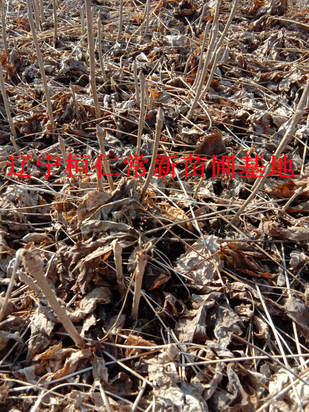 刺嫩芽、遼寧刺嫩芽、東北刺嫩芽