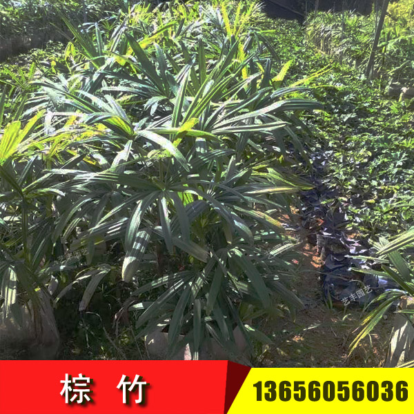 棕竹生產(chǎn)地批發(fā)價格 福建漳州棕竹報(bào)價出售 熱帶棕櫚棕竹