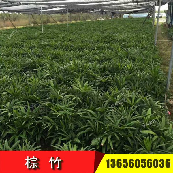 棕竹生產(chǎn)地批發(fā)價格 福建漳州棕竹報(bào)價出售 熱帶棕櫚棕竹