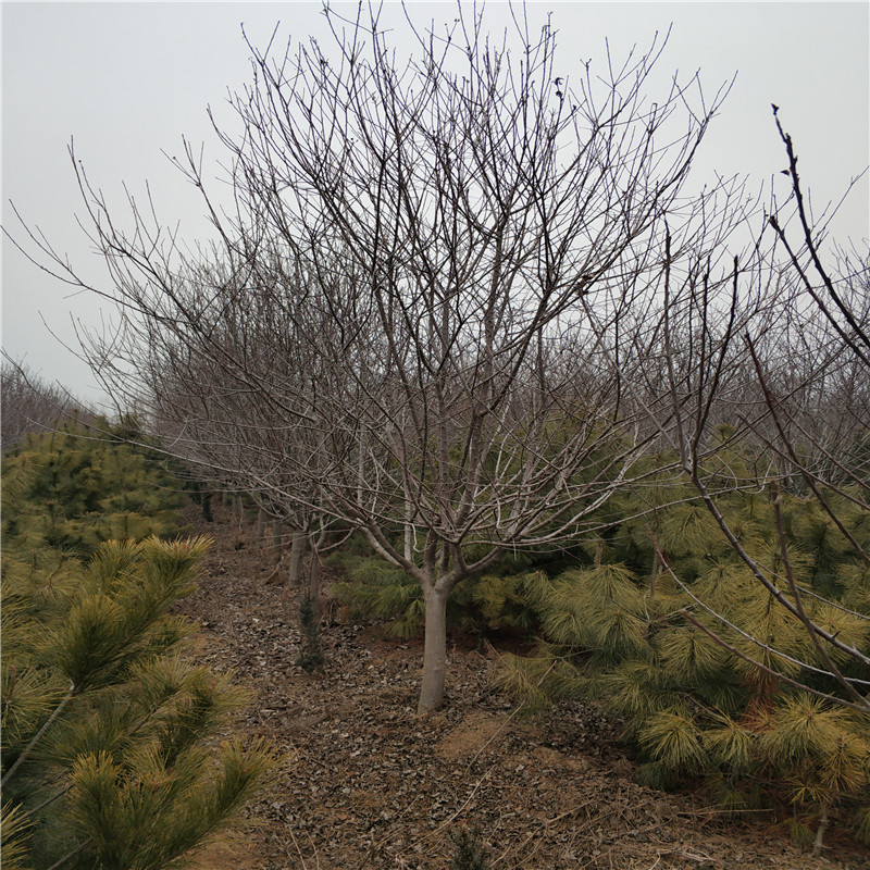 北美海棠@山東北美海棠樹苗基地