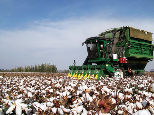 新疆高產(chǎn)棉花品種魯棉研29