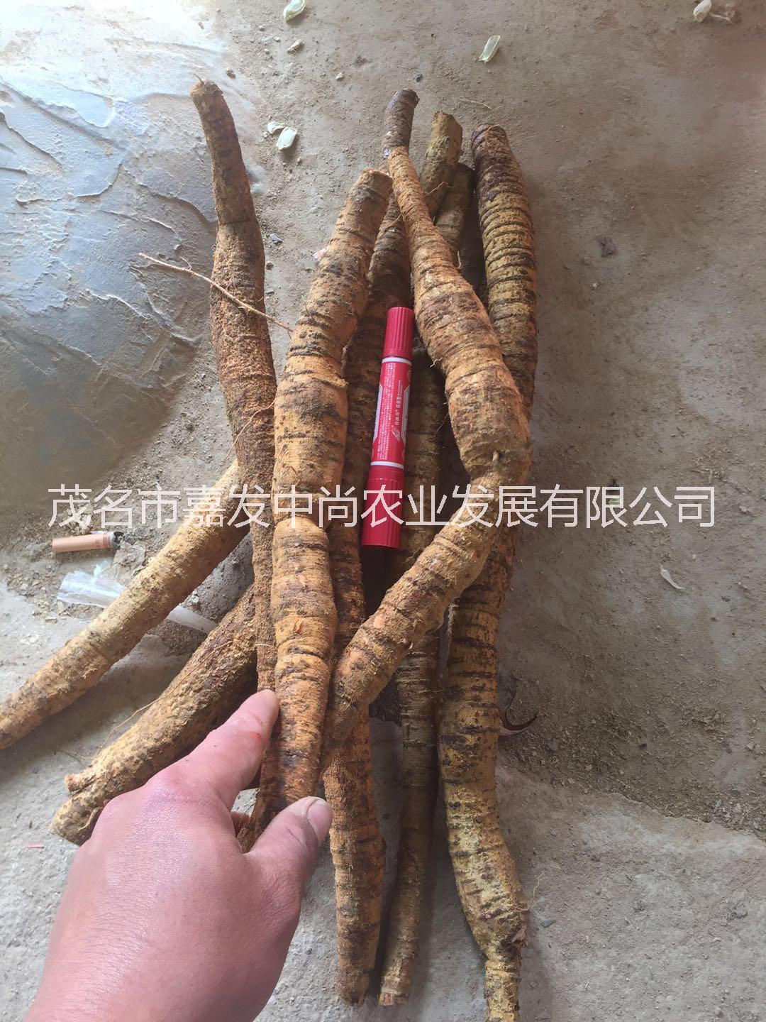 牛大力 牛大力（大牛） 新鮮牛大力 新鮮牛大力（大牛）