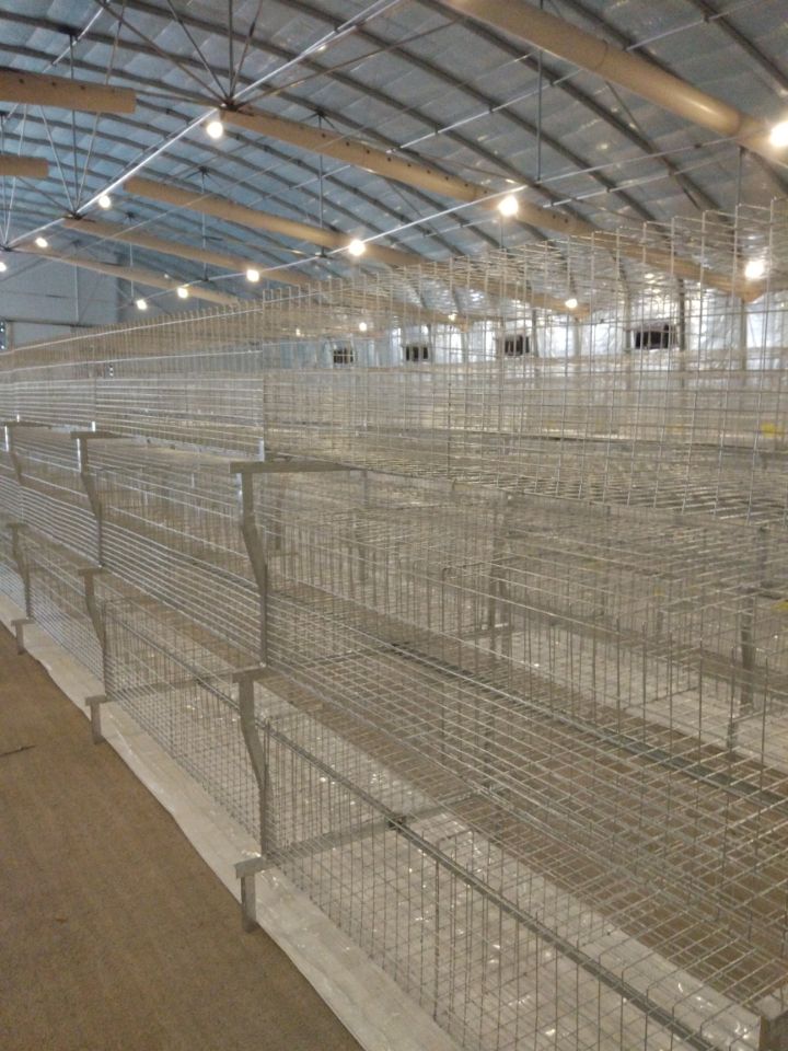 肉雞籠自動刮糞設(shè)備雞舍輸送帶雞舍清道夫全自動雞籠子