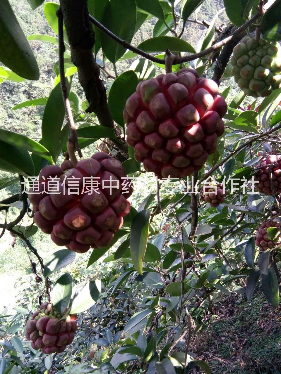 福建黑老虎價格-福建漳州黑老虎基地-福建福州黑老虎/廠家價格批發(fā)報價供應(yīng)商