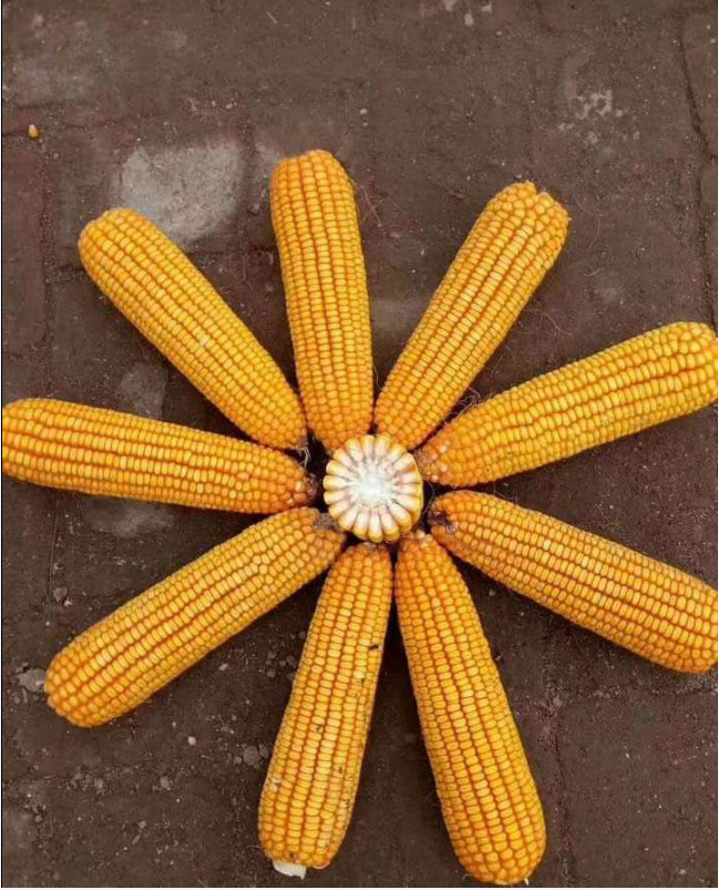 懶漢玉米高產(chǎn)玉米新品種金農(nóng)9號(hào)