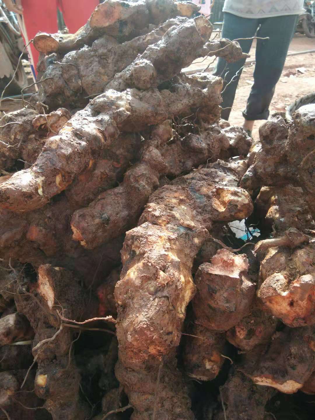 廣東山蓮藕苗批發(fā)報(bào)價(jià)電話 山蓮藕苗種植基地 山蓮藕功效與作用