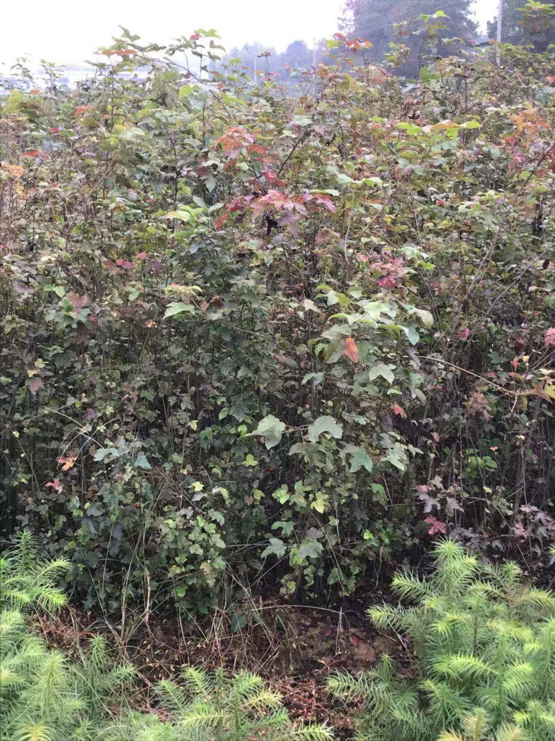 江西楓香小苗基地-江西楓香小苗價(jià)格/廠家批發(fā)報(bào)價(jià)供應(yīng)商