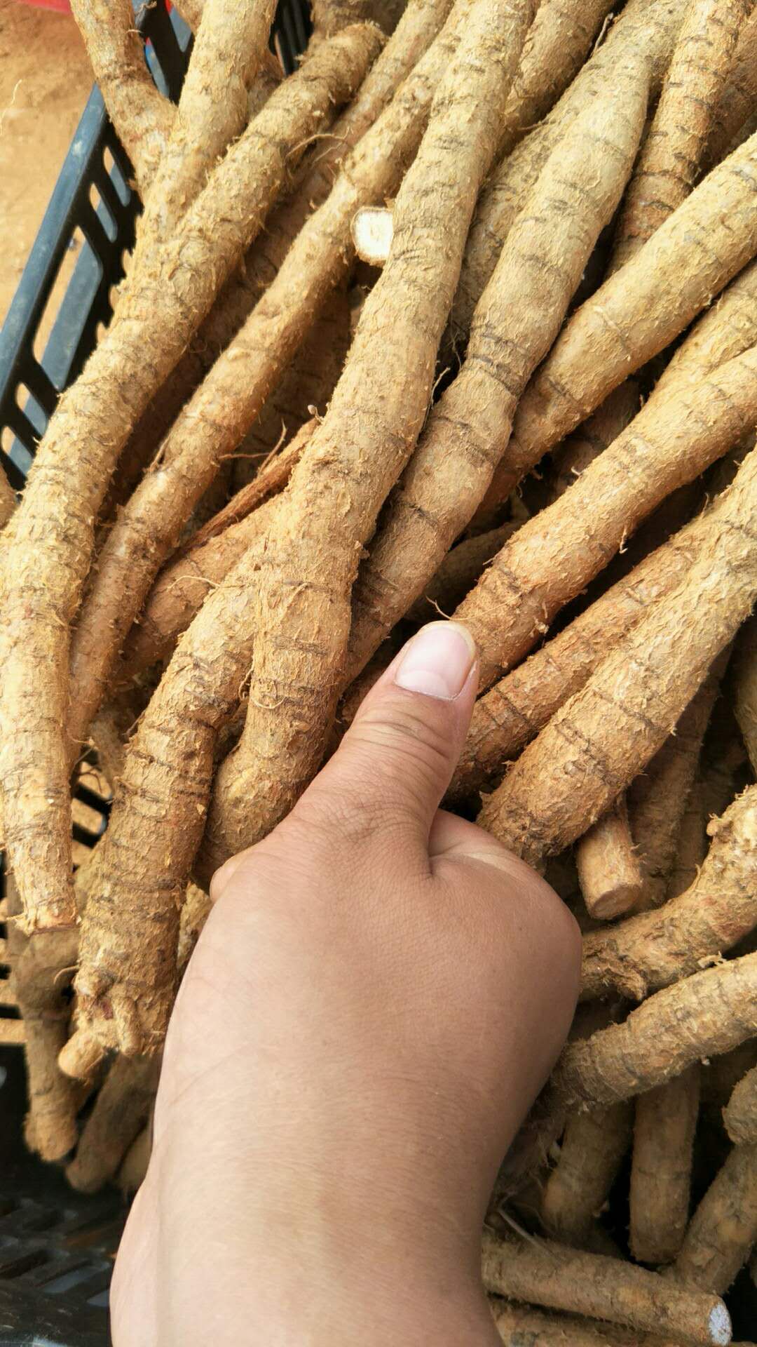 新鮮土茯苓批發(fā)報(bào)價(jià) 新鮮土茯苓功效煲湯靚料功效